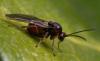Andricus pictus